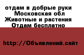 отдам в добрые руки - Московская обл. Животные и растения » Отдам бесплатно   